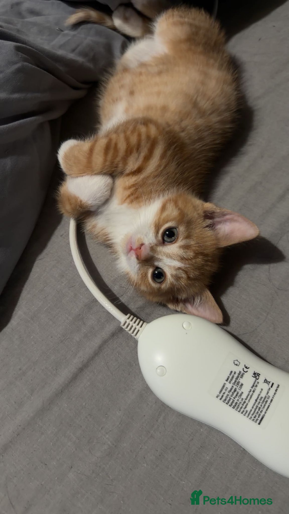 Domestic Shorthair cats kitten  - Advert 17