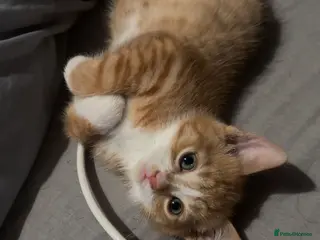 Domestic Shorthair cats kitten - Advert 17