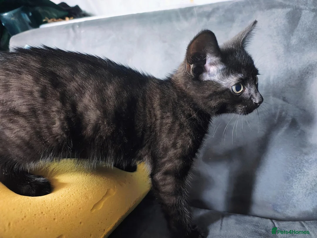 Mixed Breed cats for sale: 10 weeks old kittens - Advert 5