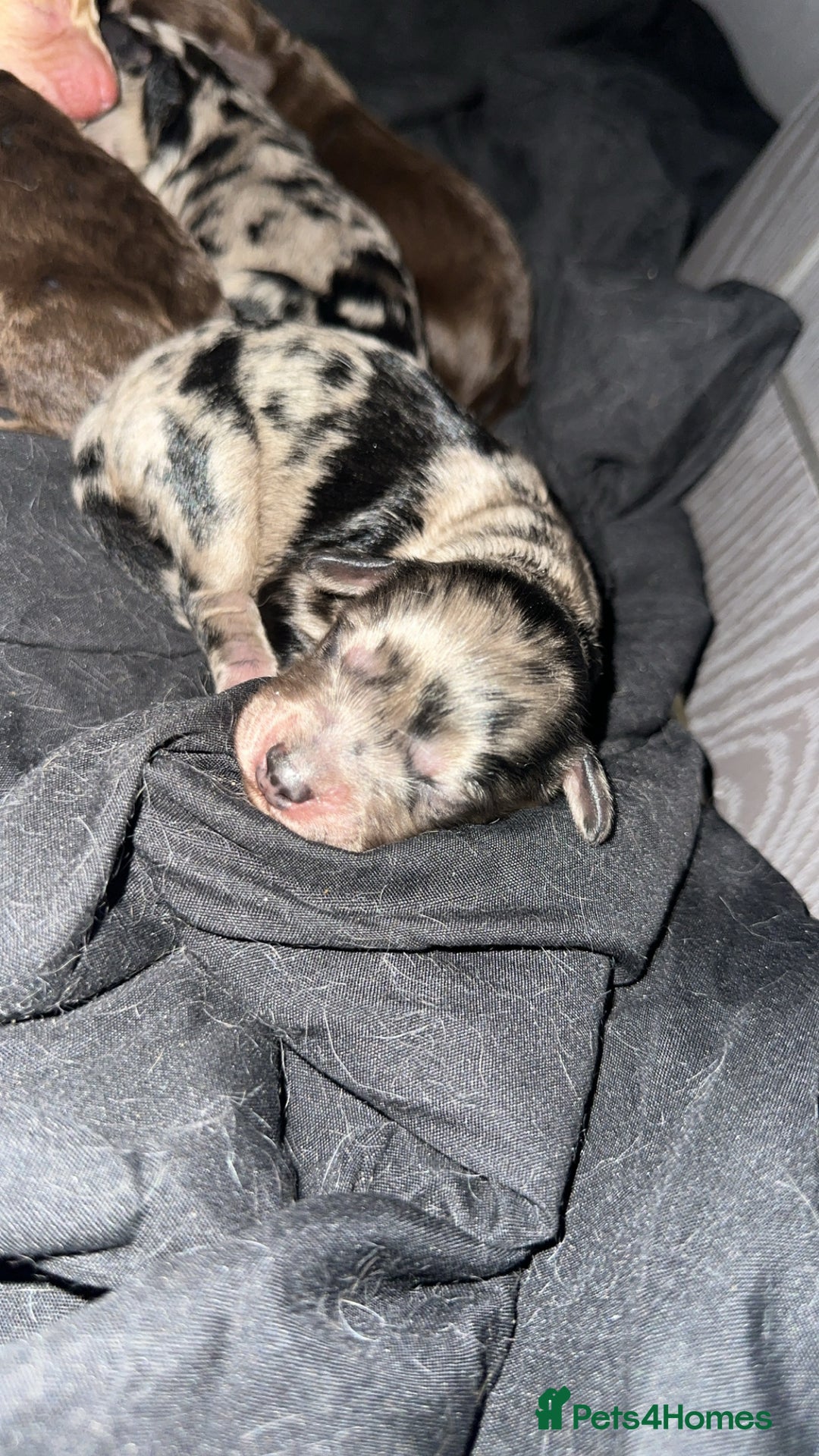 Cockapoo dogs for sale: 5 gorgeous cockapoos - Image 23