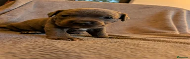 Staffordshire Bull Terrier 5