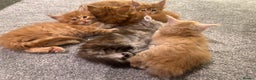 Maine Coon cats for sale: A litter of 7 Beautiful Maine coon kittens - Advert 20