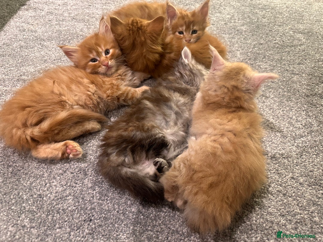 Maine Coon cats for sale: A litter of 7 Beautiful Maine coon kittens - Advert 20