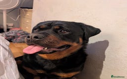 Rottweiler dogs for sale: Stunning Rottweiler pups  - Image 3