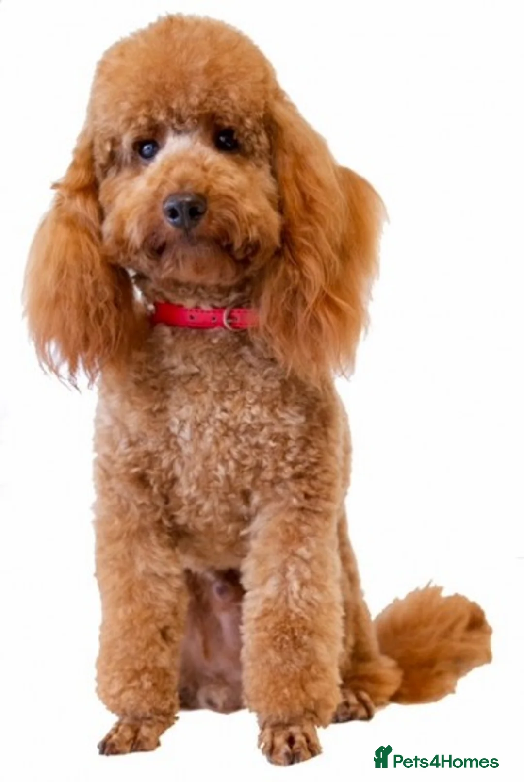 Miniature Poodle dogs for stud: Quality, Red Mini Poodle Stud, DNA Health Tests in Market Drayton - Advert 7