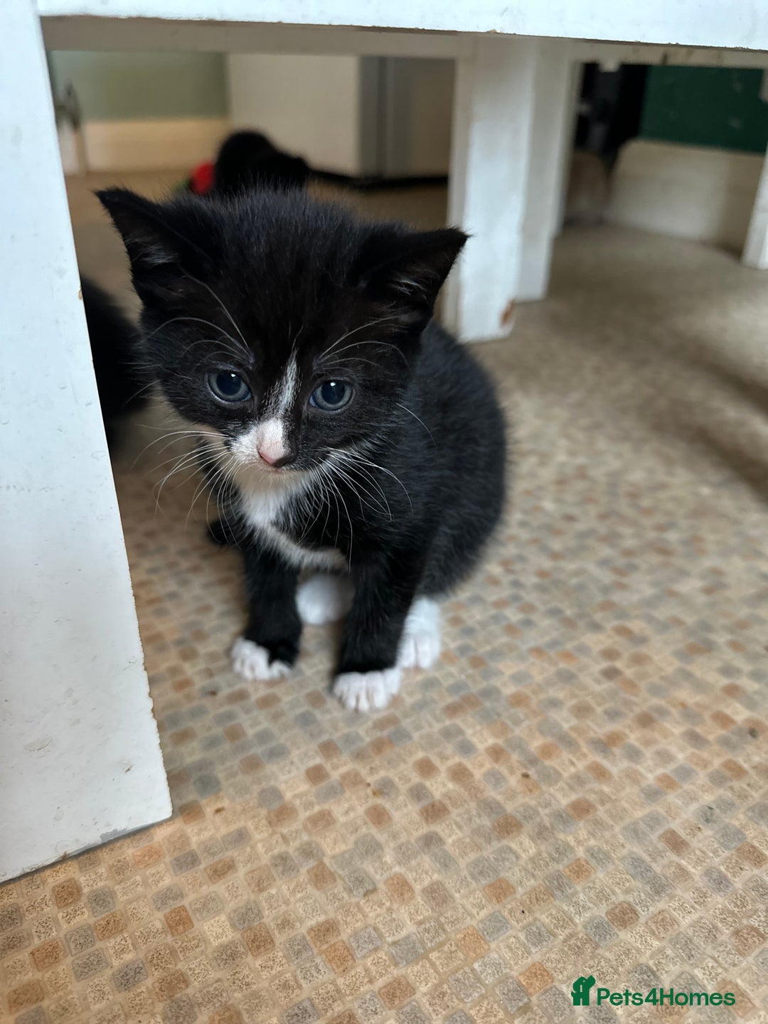Mixed Breed cats for sale: Beautiful litter off kittens  - Image 34