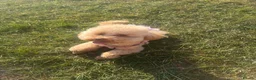 Toy Poodle dogs for sale: Moana the toy poodle in Barnsley - Advert 7