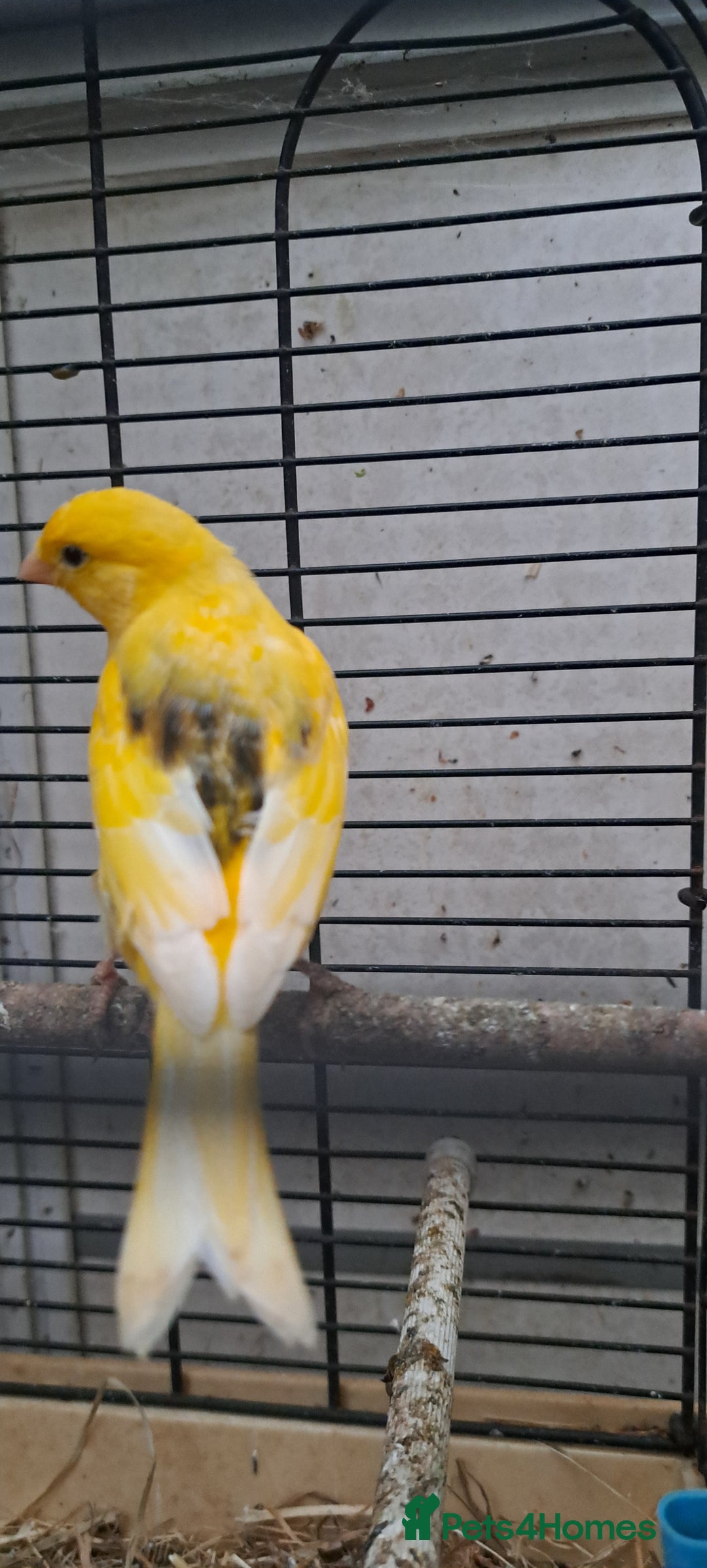Canaries birds for sale: Canaries  - Image 3