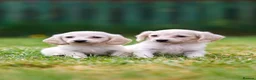 Miniature Dachshund dogs for sale: Miniature dachshunds male and female  - Advert 20