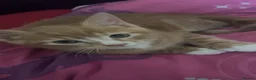 Mixed Breed cats for sale: Adorable male Kittens in Crewe - Advert 2