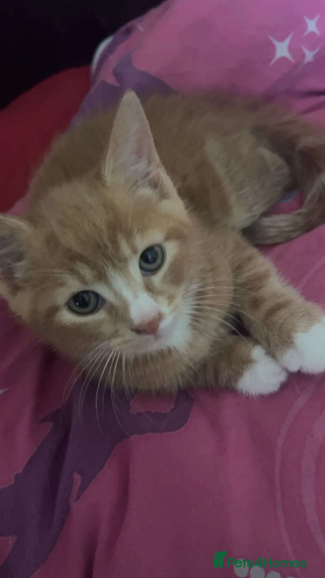 Mixed Breed cats for sale: Adorable male Kittens in Crewe - Advert 2