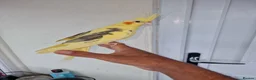 Cockatiels birds for sale: Super silly hand tamed baby budgies  - Advert 17