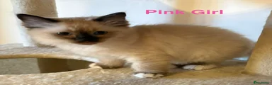 Ragdoll 3