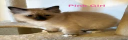 Ragdoll cats for sale: Beautiful Ragdolls-Vaccinated-2 boys-3 girls.  - Advert 24