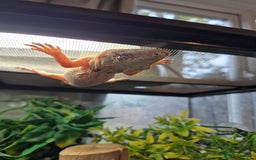 Gecko reptiles for sale: Red stripped gargoyle gecko  - Image 2