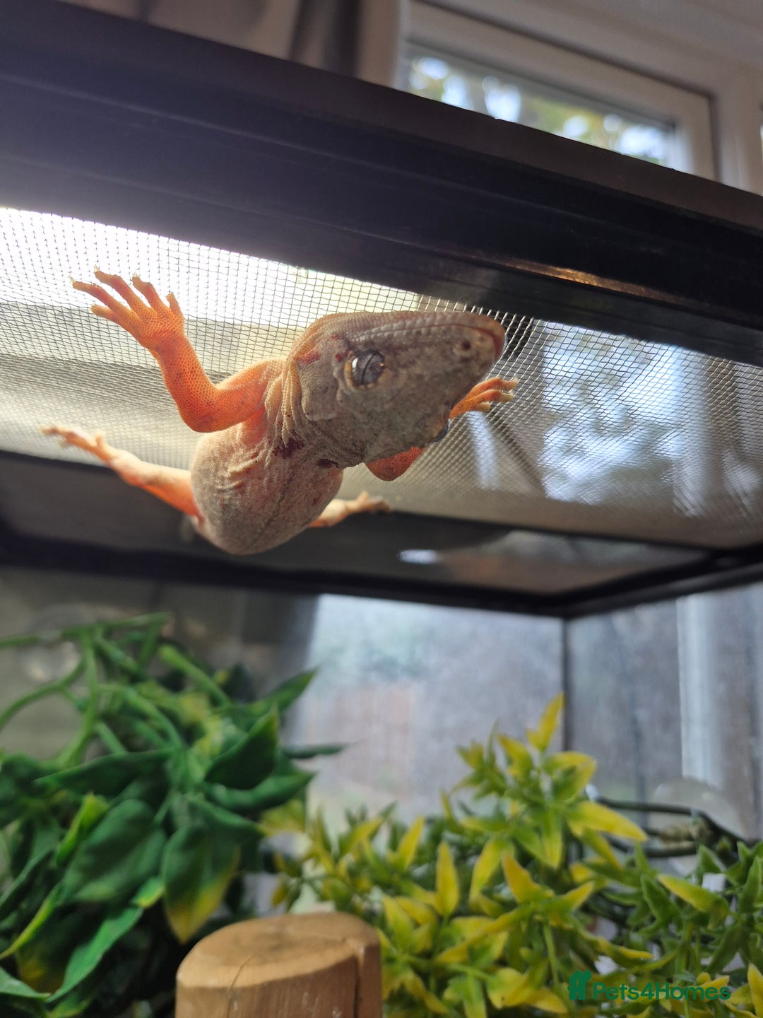 Gecko reptiles for sale: Red stripped gargoyle gecko  - Image 2