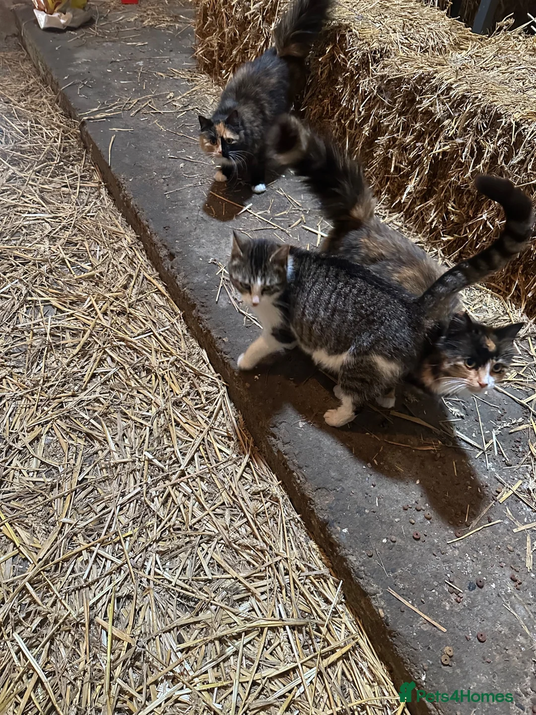 Mixed Breed cats for sale: Farm kitten - Advert 2