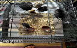 Chickens poultry for sale: Chicks,growers,point of lay all sizes in Uckfield - Image 28