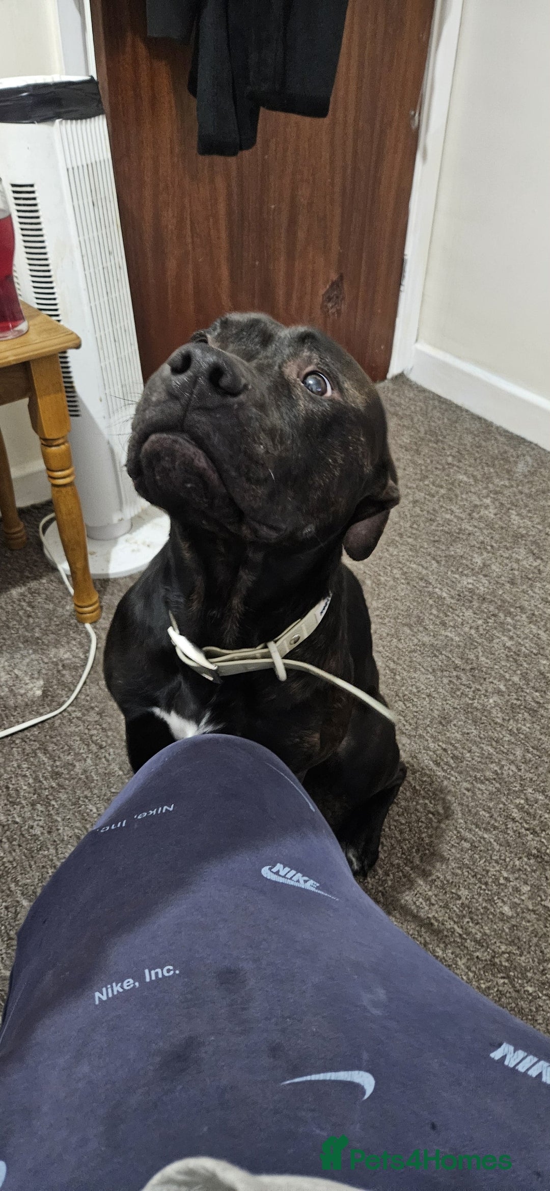 American Bull Staffy dogs for sale: 2 year old dog - Advert 4