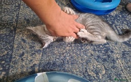 Bengal cats for sale: Bengal x ragdoll kittens - Image 14
