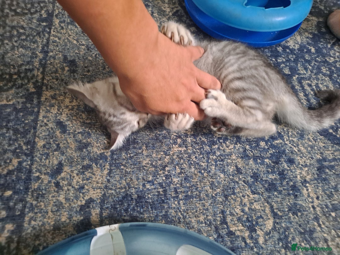 Bengal cats for sale: Bengal x ragdoll kittens - Image 14