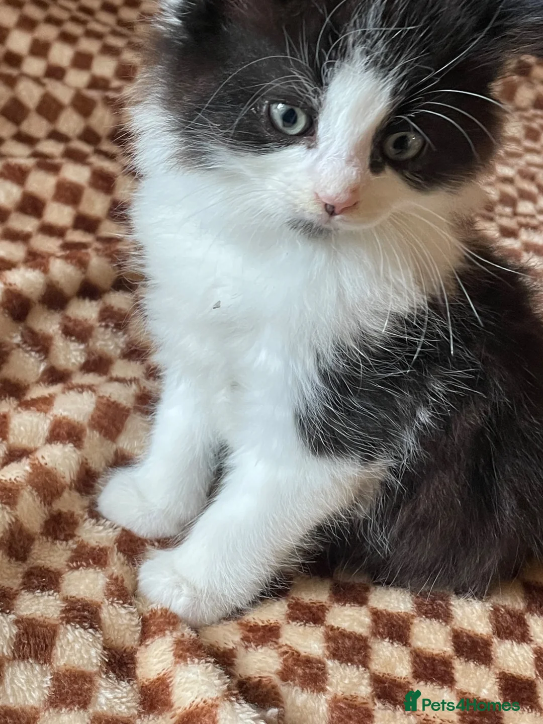 Mixed Breed cats for sale: Beautiful Tuxedo Kittens (Short & Long Hair) - Advert 2