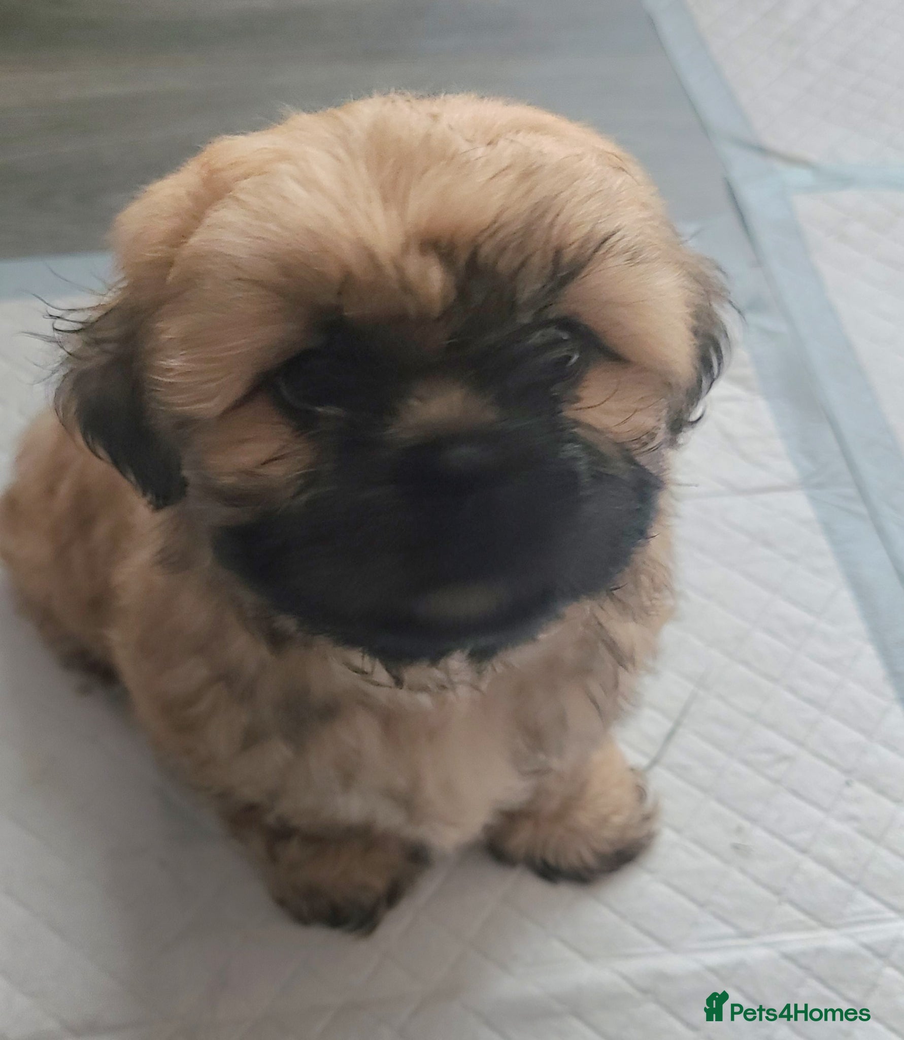 Shih Tzu dogs for sale: 2 beautiful boys ready for New home from Wednesday - Advert 2