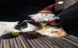 Guinea Pig rodents for sale: 2 beautiful funky girls - Advert 7