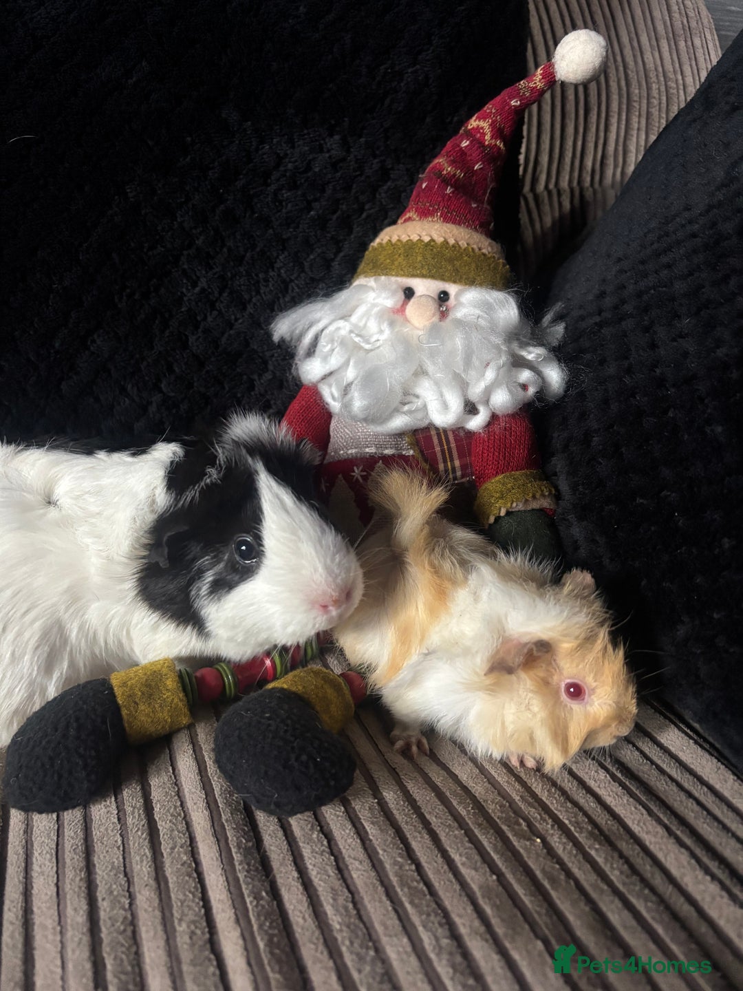 Guinea Pig rodents for sale: 2 beautiful funky girls - Advert 7