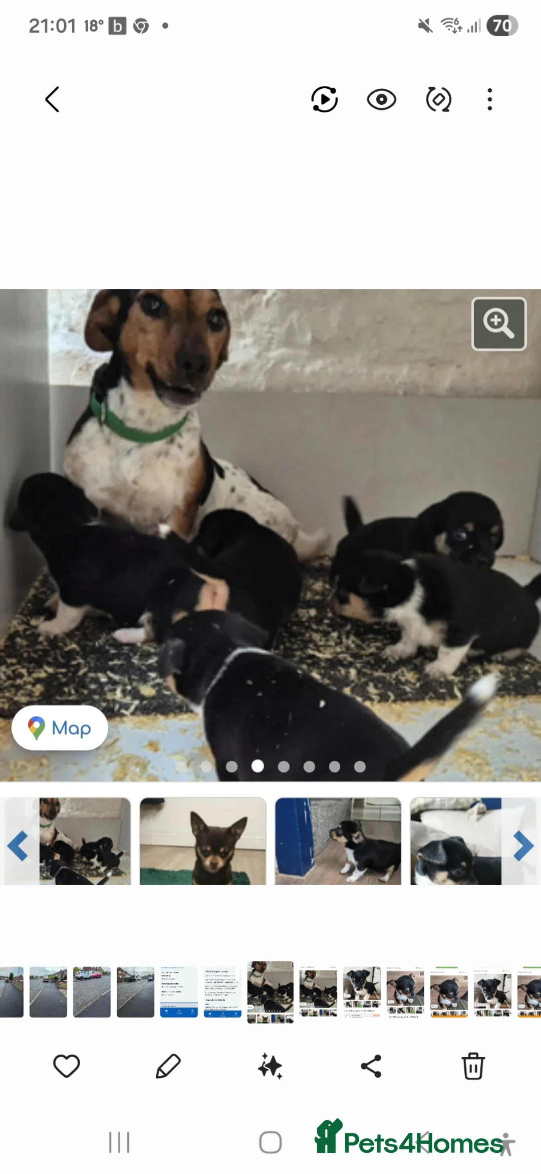Jack Chi dogs for sale: 11 week old Jackchi - Advert 2