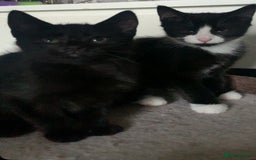 Domestic Shorthair cats for sale: Kittens need loving homes ❤️ - Image 5