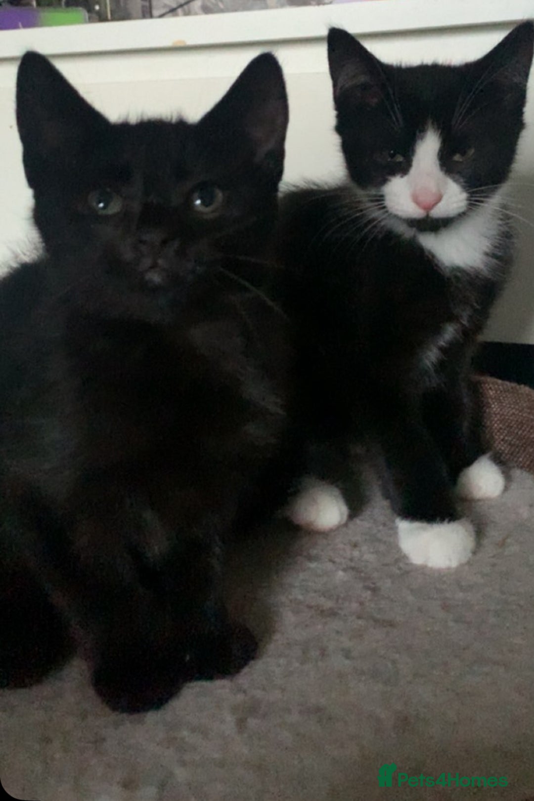 Domestic Shorthair cats for sale: Kittens need loving homes ❤️ - Image 5