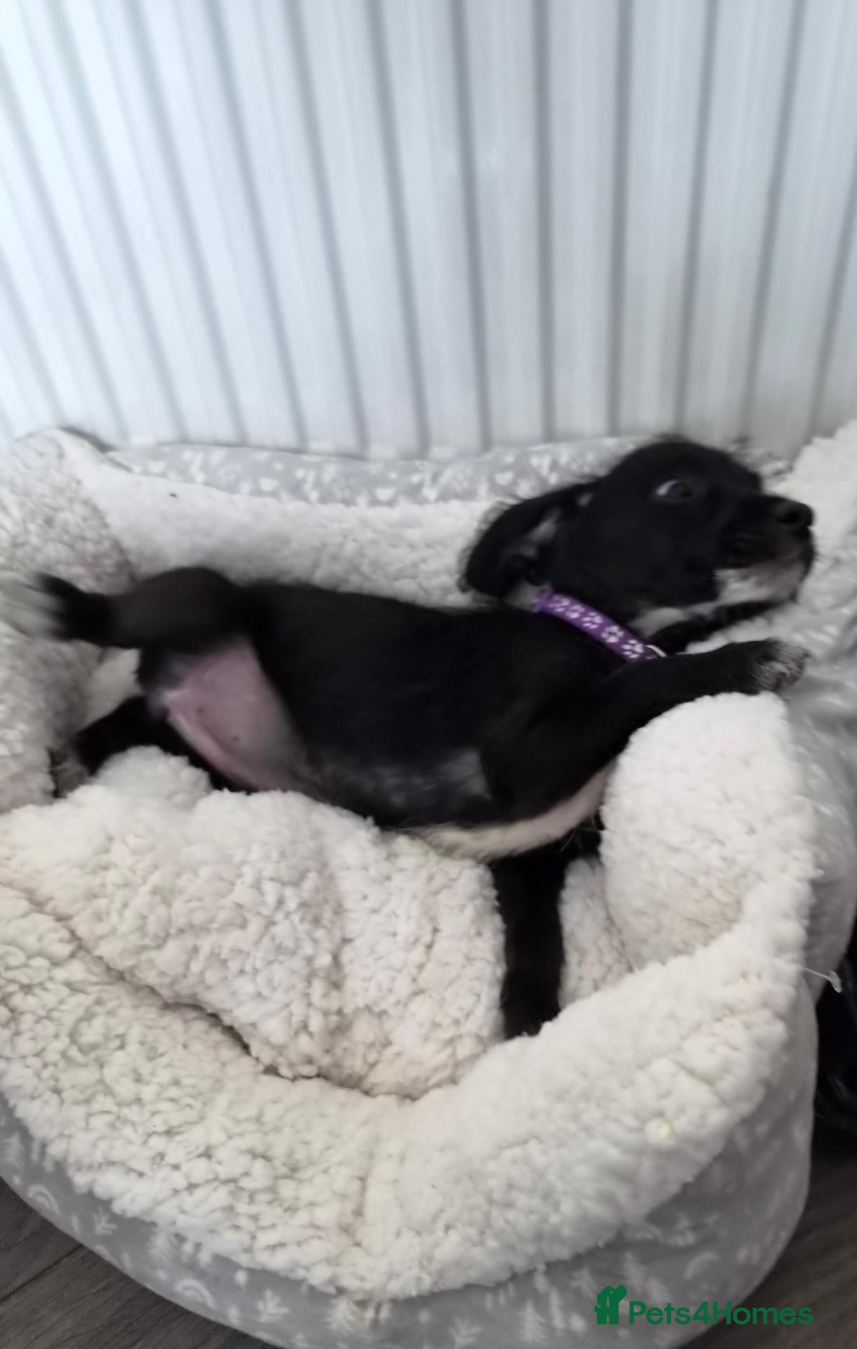 Beagle dogs Beaglepoo/poogles - Advert 2