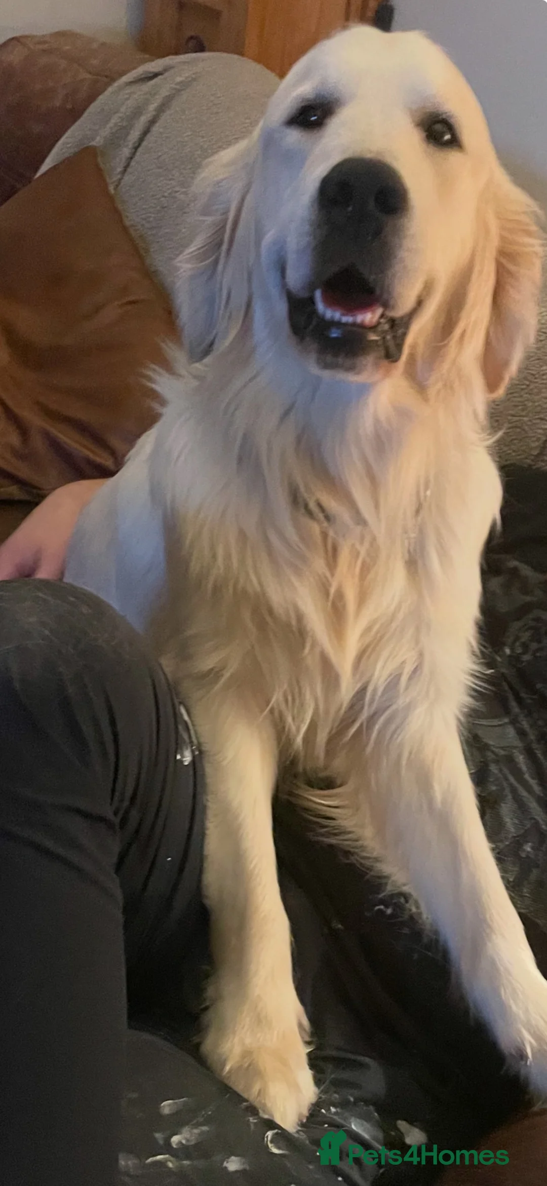 Golden Retriever dogs for sale: KC Registered Golden Retriever Puppies - Advert 2