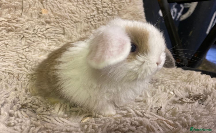 Mini Lop rabbits - Advert 10
