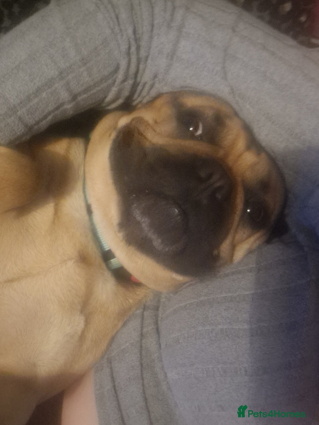 French Bulldog dogs for sale: Amazing lovely Frenchy  - Advert 4