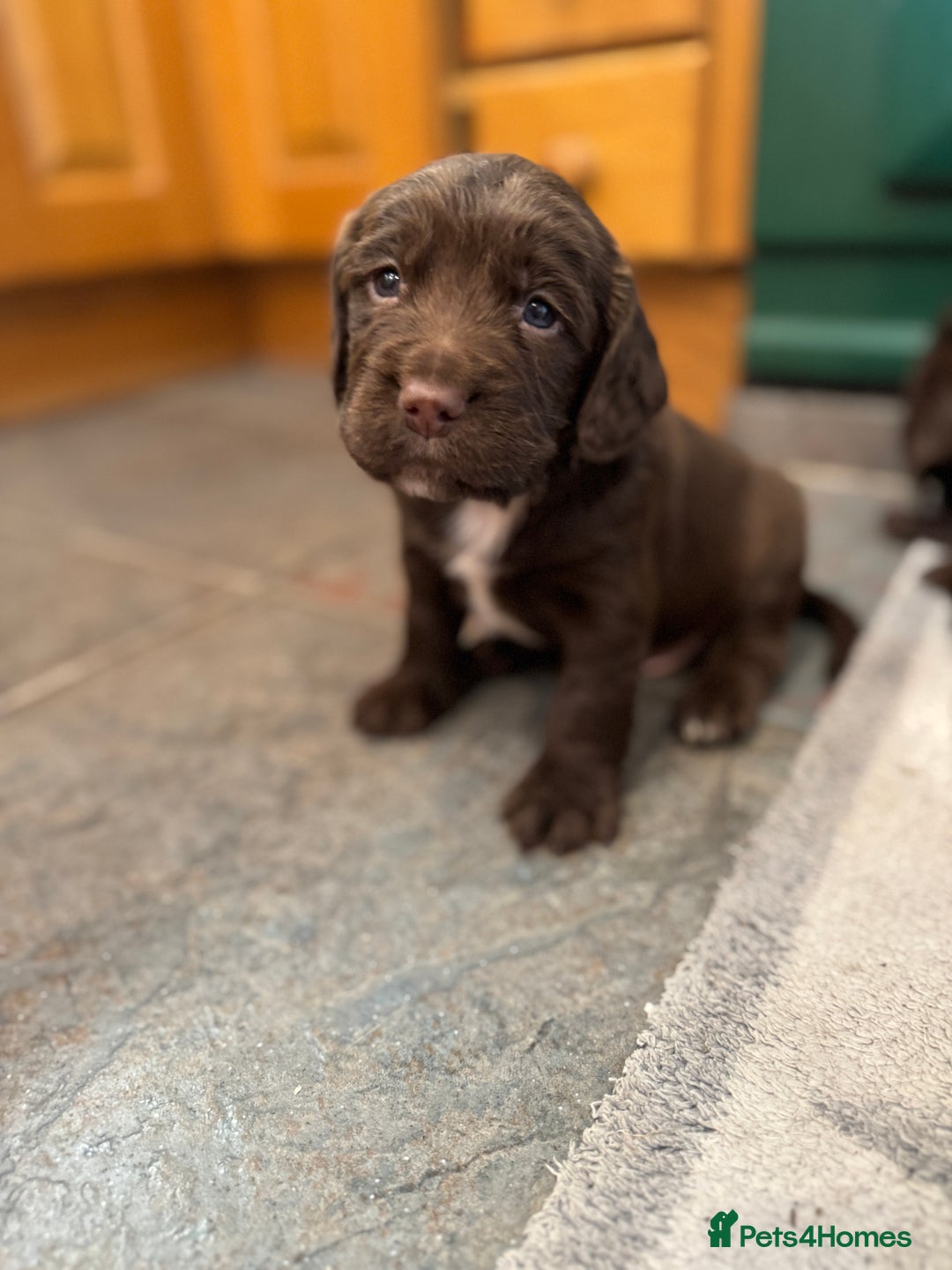 Sprocker dogs for sale: F1 Sprocker puppies liver and white  - Image 2