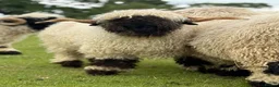 Sheep livestock for sale: Beautiful perfectly marked Valais Blacknose ram in Crewe - Advert 3