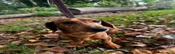 Miniature Dachshund dogs for sale: Lovely mini dachshund  - Advert 4
