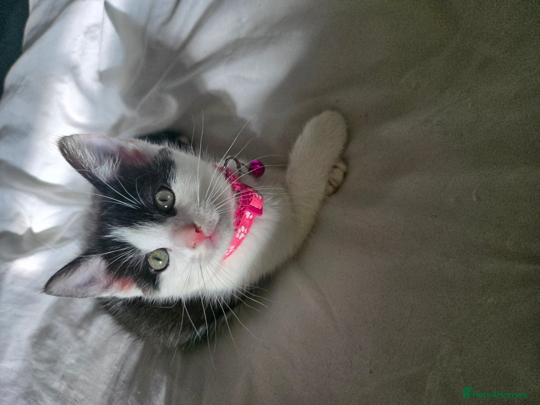Domestic Shorthair cats for sale: Kittens ready to go - Image 2