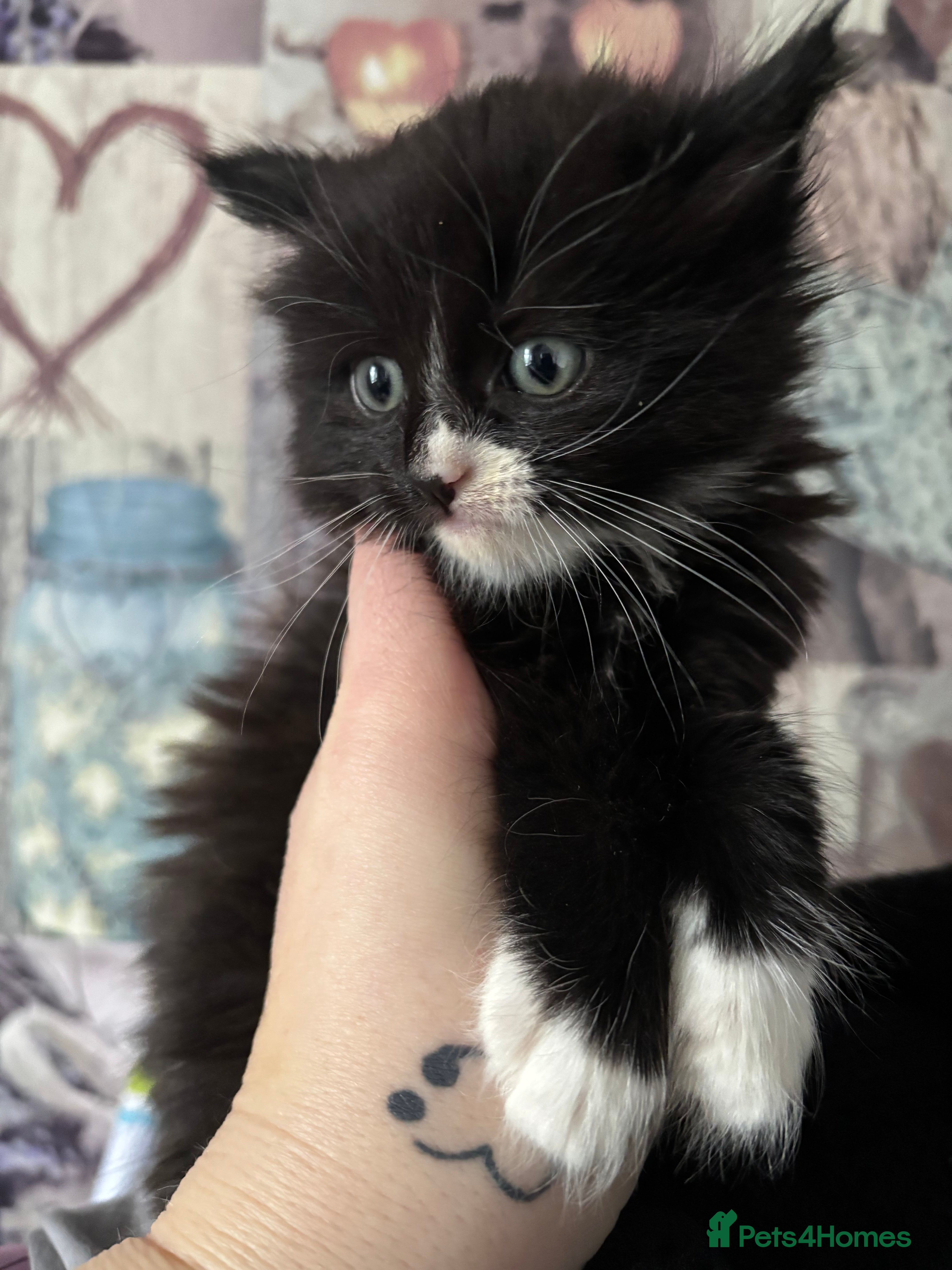 Mixed Breed cats Beautiful kittens  - Advert 1