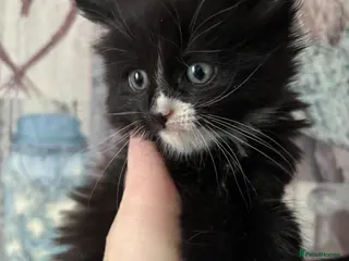 Mixed Breed cats Beautiful kittens - Advert 17