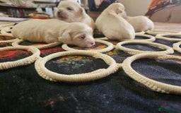 Maltese dogs for sale: 4 puppies bichons maltese - Image 8