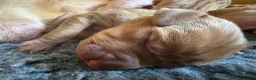Hungarian Vizsla dogs for sale: Litter of stunning Viszlas!! - Advert 6