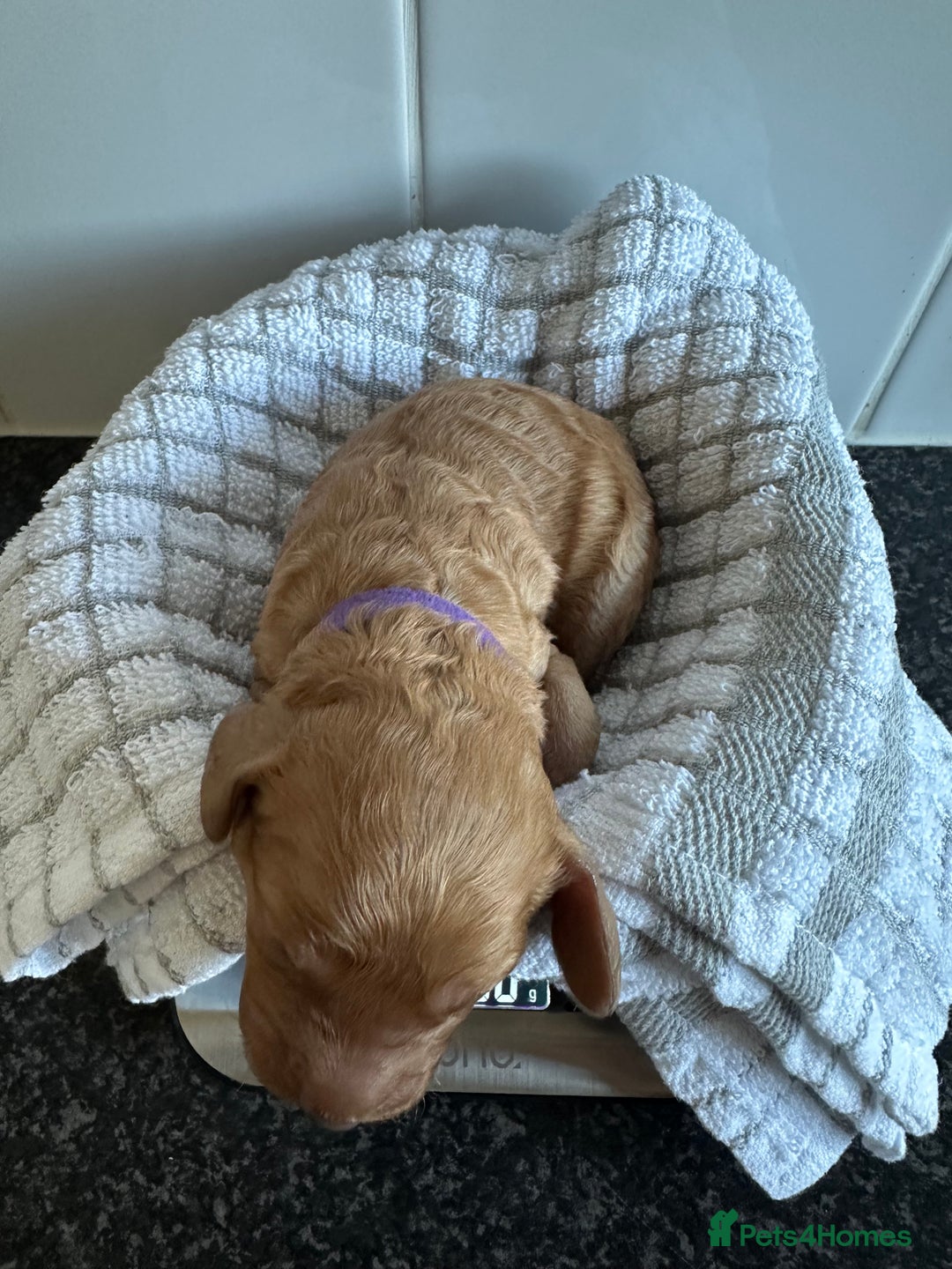 Cockapoo dogs for sale: Red & Apricot Cockapoo puppies  - Advert 22