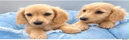 Miniature Dachshund dogs for sale: Beautiful English cream miniature Dachshund - Advert 11