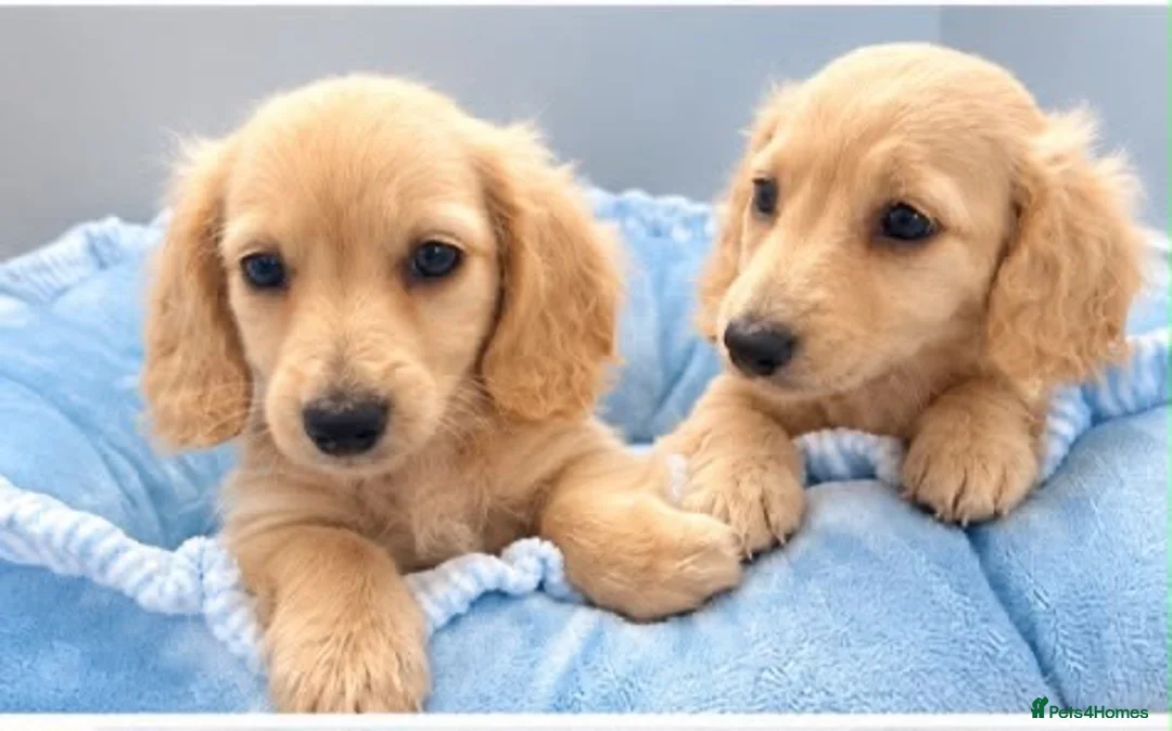 Miniature Dachshund dogs for sale: Beautiful English cream miniature Dachshund - Advert 11