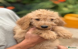 Labradoodle dogs for sale: F2 Labradoodle  - Image 5
