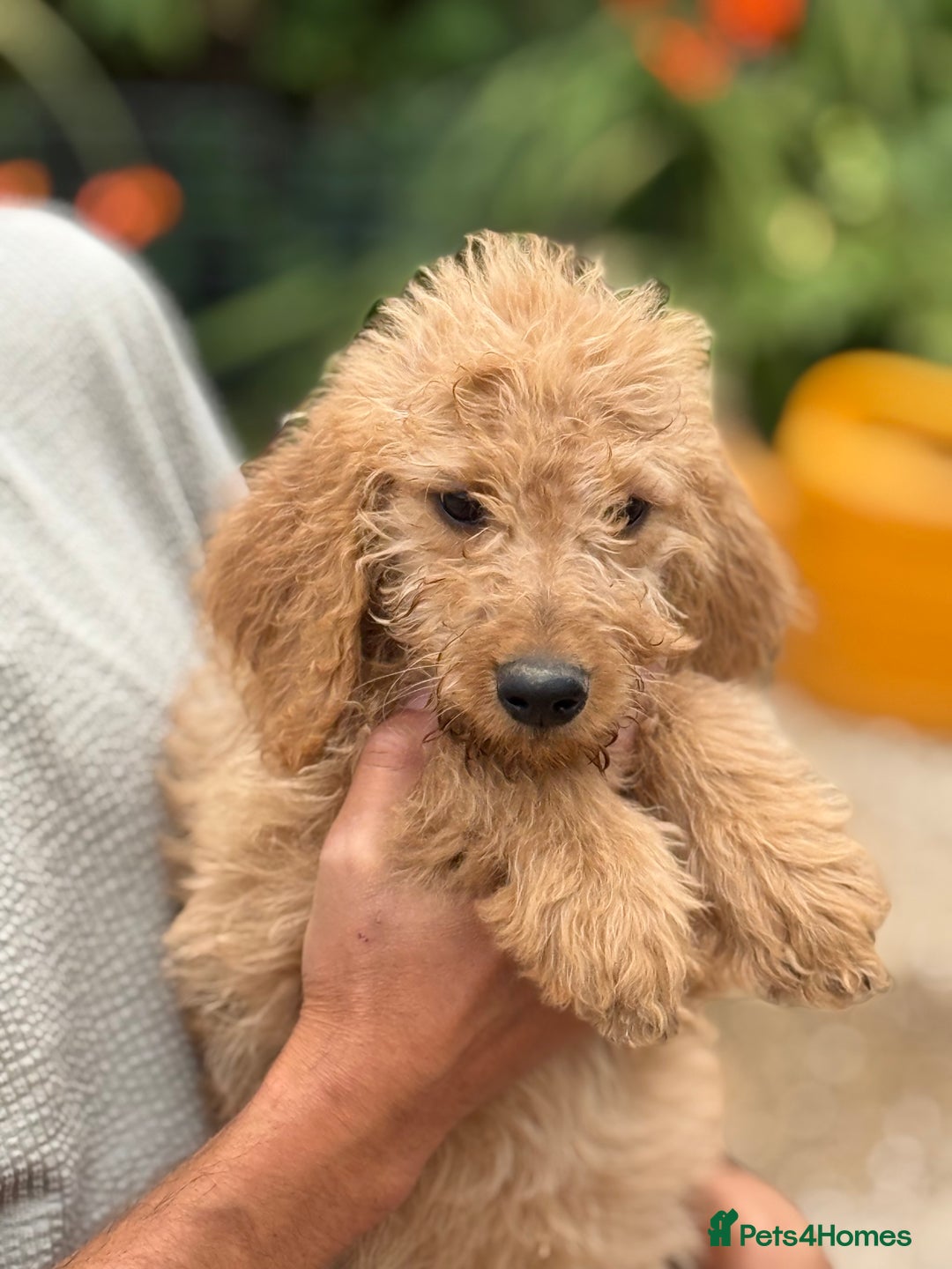Labradoodle dogs for sale: F2 Labradoodle  - Image 5