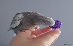 Cockatiels birds for sale: Hand reared silly tame DNA sexed baby cockatiels  - Image 14